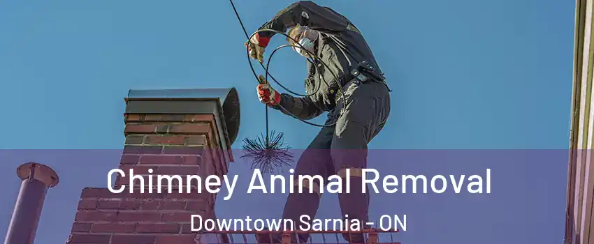  Chimney Animal Removal Downtown Sarnia - ON