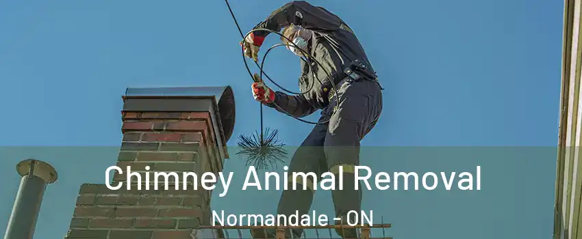  Chimney Animal Removal Normandale - ON