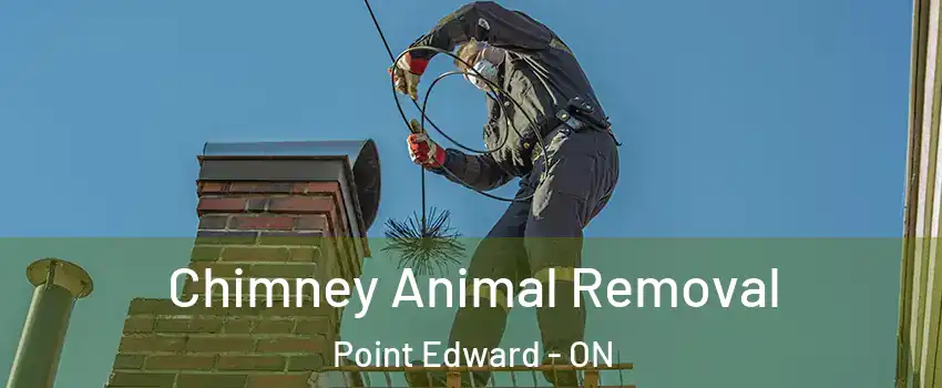  Chimney Animal Removal Point Edward - ON