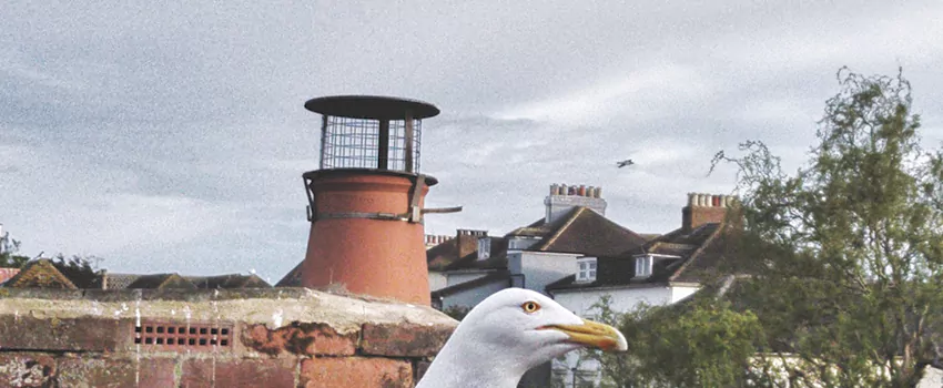 Chimney Cap Bird Guard Repair in Point Edward, Quebec